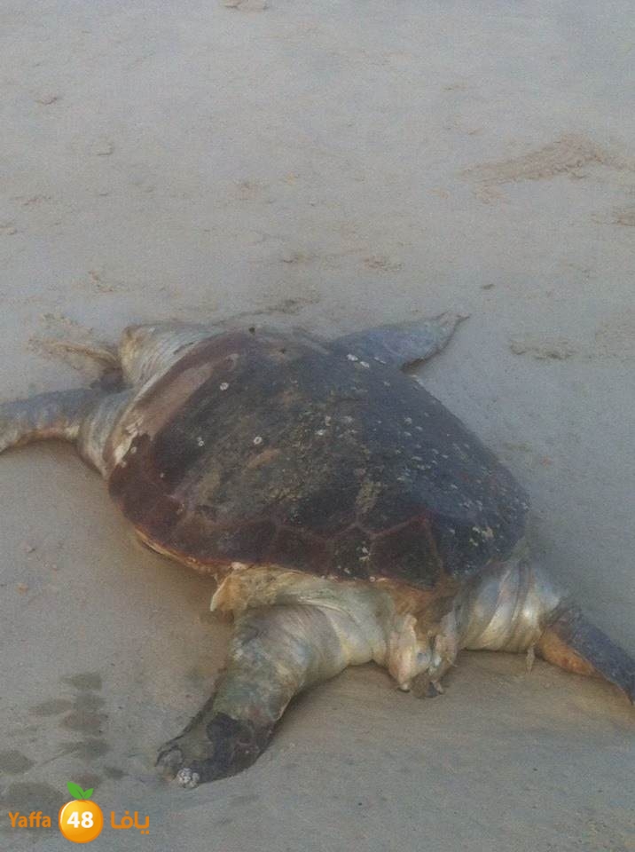 sol7afah 810 (3).jpg